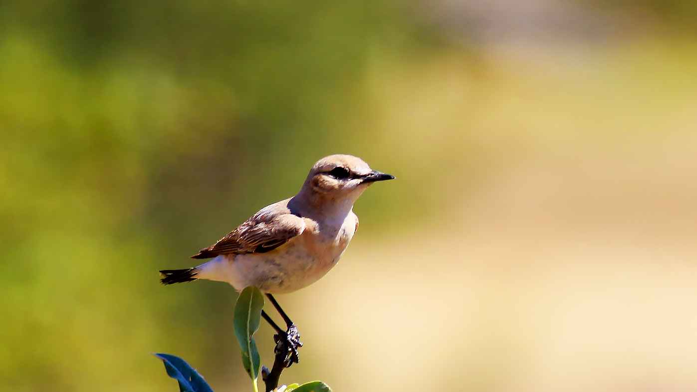 Northern Wheatear